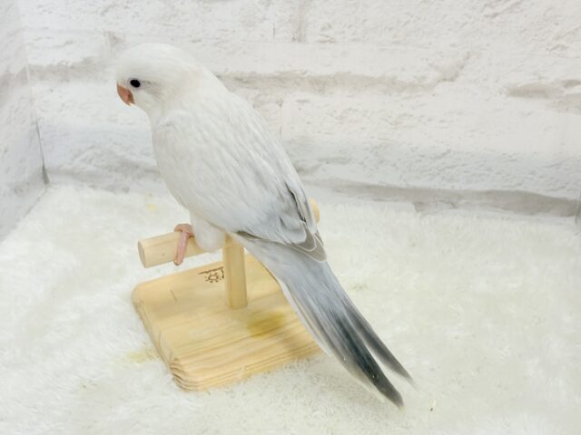 オキナインコ
