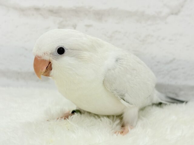 オキナインコ