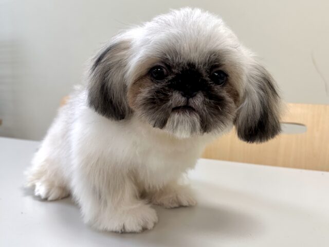 ペキニーズ