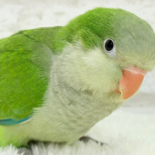 【最新画像更新🪄】おめめきゅるきゅる💖目指せビッグボディ🐥💚オキナインコ(グリーン) ヒナ