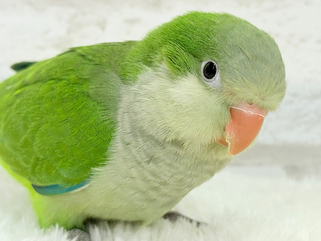 【最新画像更新🪄】おめめきゅるきゅる💖目指せビッグボディ🐥💚オキナインコ(グリーン) ヒナ