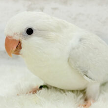 【最新画像更新🪄】ウケっ🐥🫧好奇心って大事だね‪☆オキナインコ(コバルトパリドオパーリン) ヒナ