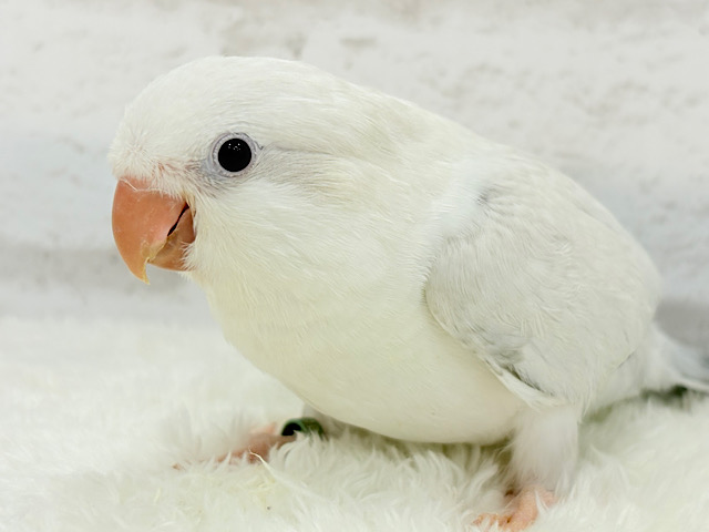 【最新画像更新🪄】ウケっ🐥🫧好奇心って大事だね‪☆オキナインコ(コバルトパリドオパーリン) ヒナ