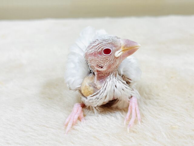 シルバーイノ文鳥
