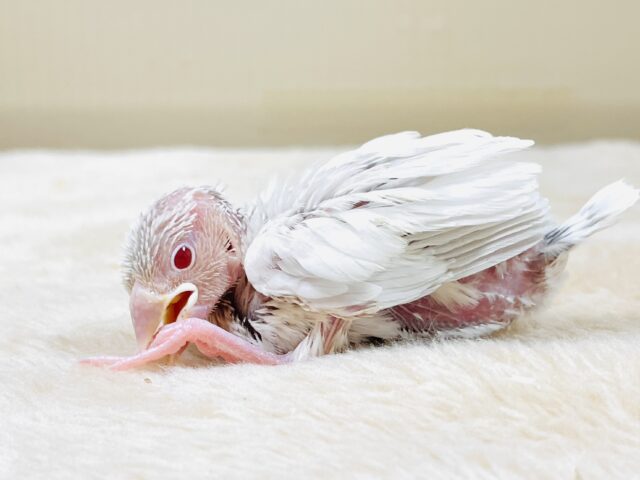 シルバーイノ文鳥