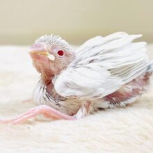 宝石のような赤いおめめが美しすぎます❤️シルバーイノ文鳥（ヒナ）