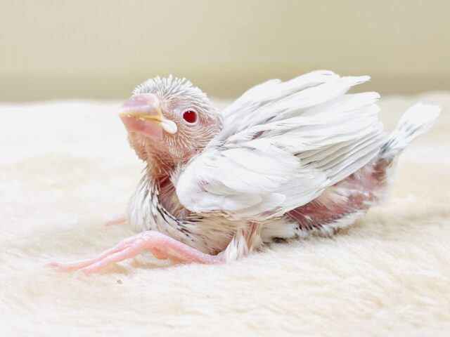 宝石のような赤いおめめが美しすぎます❤️シルバーイノ文鳥（ヒナ）