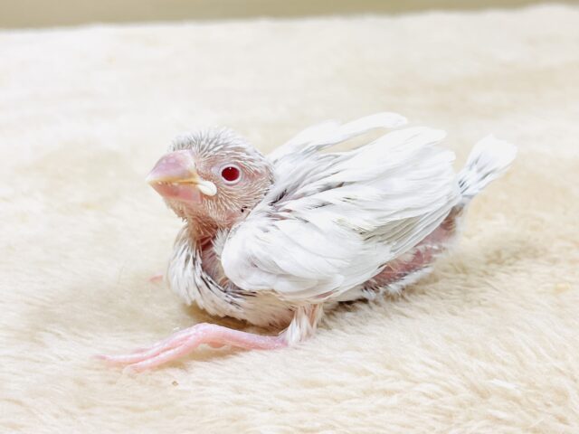 シルバーイノ文鳥