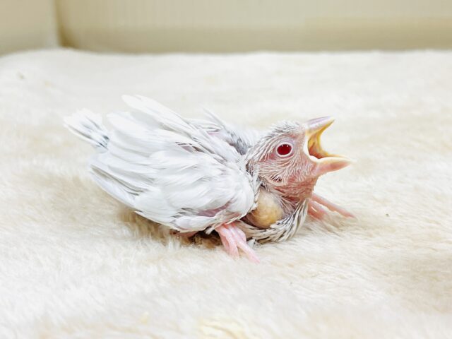シルバーイノ文鳥