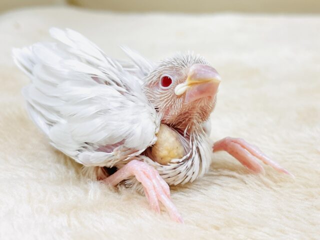 シルバーイノ文鳥