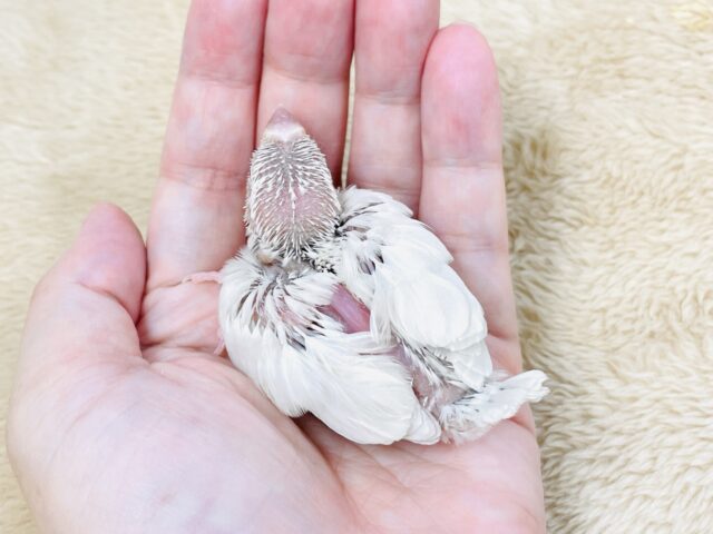 シルバーイノ文鳥