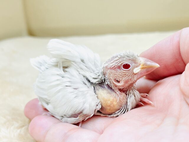 シルバーイノ文鳥