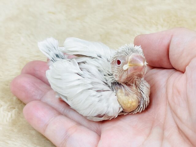 シルバーイノ文鳥