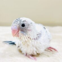 ふわふわ綿毛の妖精さん🧚✨セキセイインコ（ハルクイン）ヒナ
