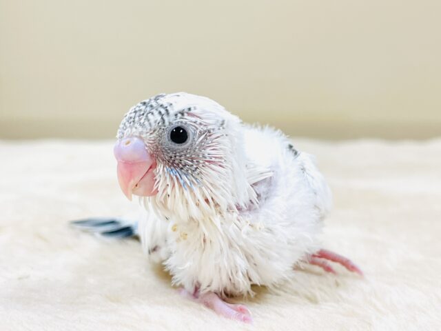 ふわふわ綿毛の妖精さん🧚✨セキセイインコ（ハルクイン）ヒナ