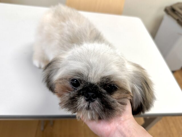 ペキニーズ