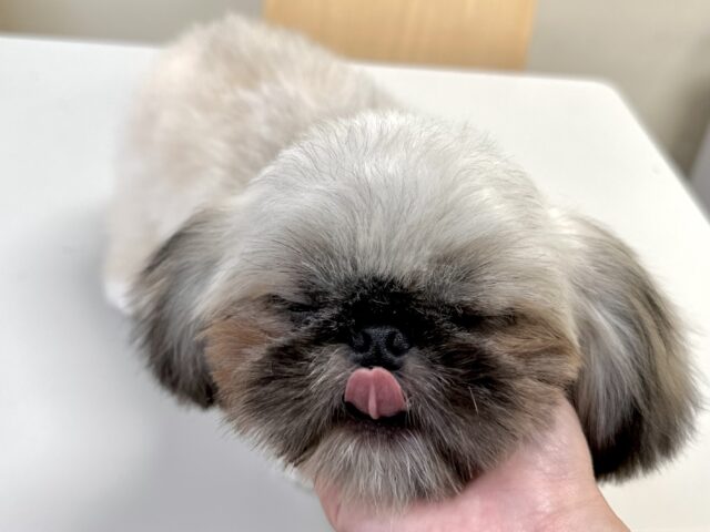 ペキニーズ