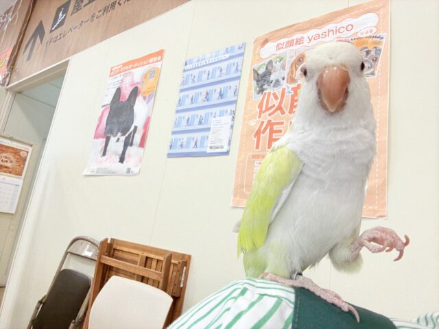 オキナインコ