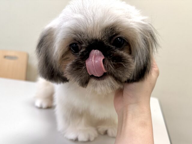 ペキニーズ