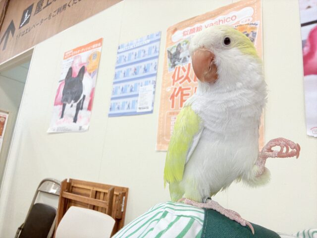 オキナインコ