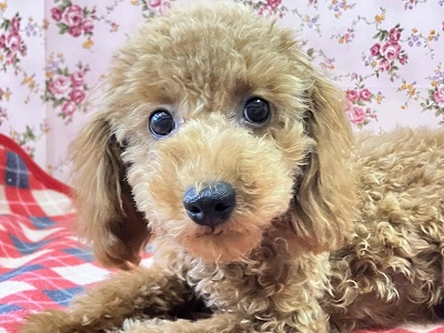 10/4更新　やっぱり人気！トイプードルの女のコ(#^^#)