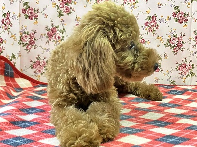 10/4更新 やっぱり人気!トイプードルの女のコ(#^^#) トイプードル