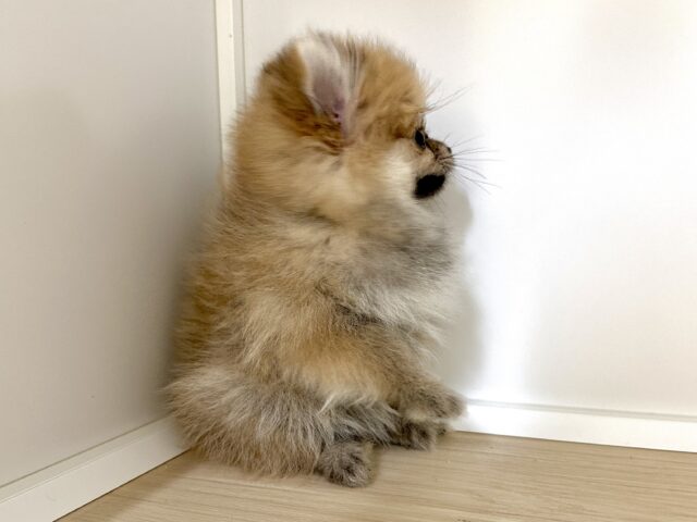 ポメラニアン