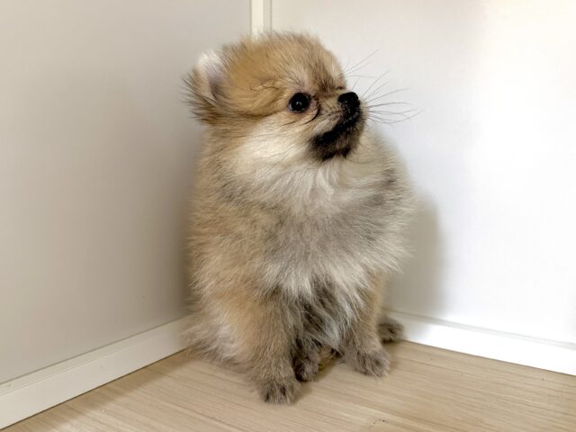 ポメラニアン