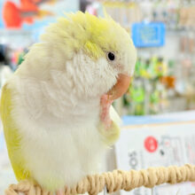 デレた瞬間の爆発的可愛さ💣❤️‍🔥オキナインコ(アクアブルーパリドイノ)
