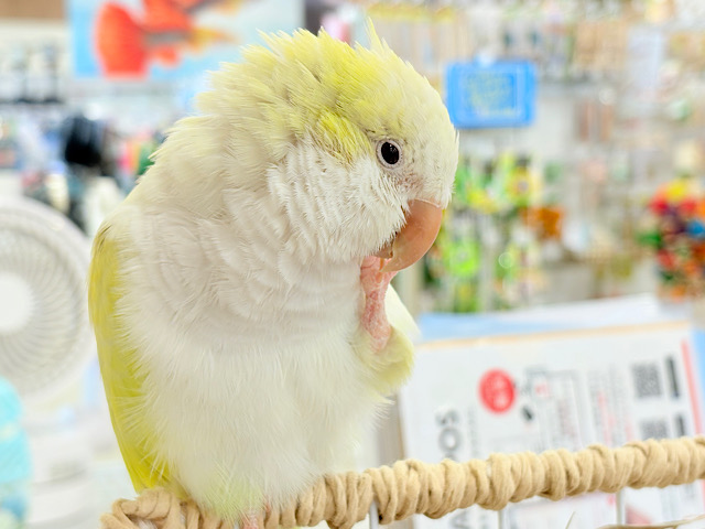 デレた瞬間の爆発的可愛さ💣❤️‍🔥オキナインコ(アクアブルーパリドイノ)