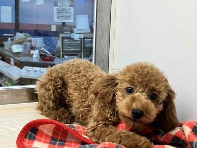 10/4更新 やっぱり人気!トイプードルの女のコ(#^^#) トイプードル