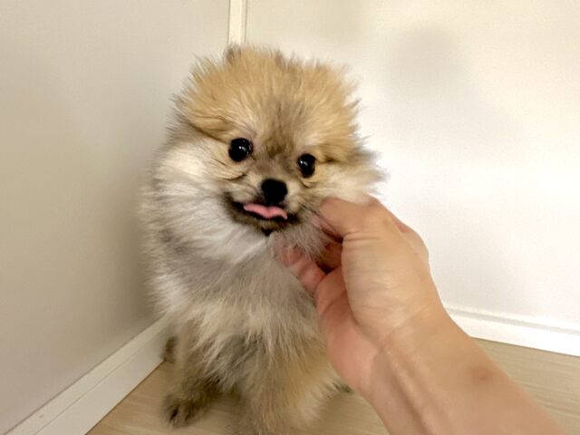 ポメラニアン