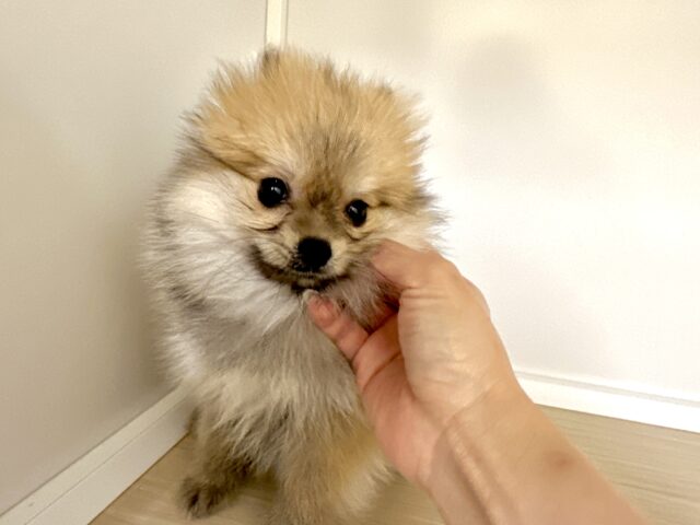 ポメラニアン