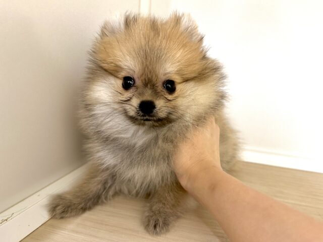 ポメラニアン