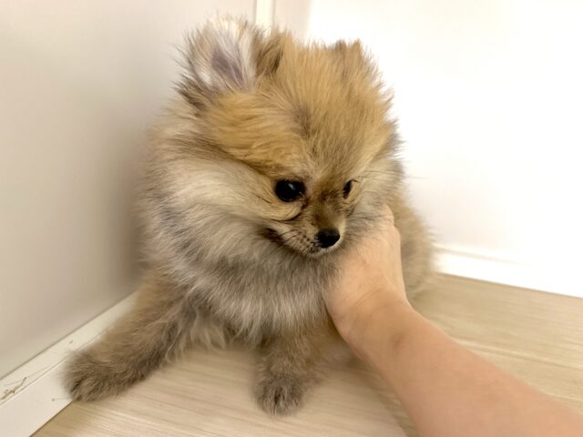 ポメラニアン