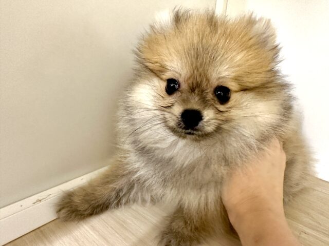 ポメラニアン