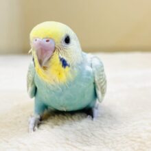 元気いっぱい🏃‍♀️走っちゃうよ✨セキセイインコ（パステルレインボー）ヒナ