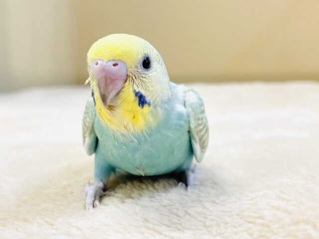 元気いっぱい🏃‍♀️走っちゃうよ✨セキセイインコ（パステルレインボー）ヒナ