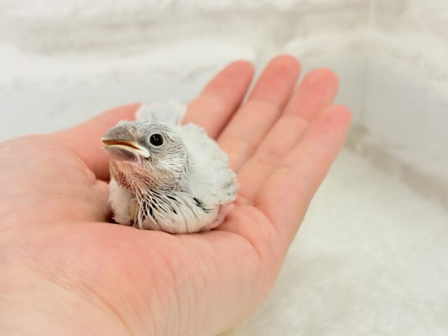 【最新画像更新🪄】おてての中で寝ちゃいます.*・゚シルバー文鳥 ヒナ シルバー文鳥