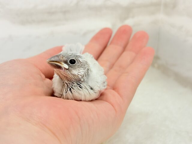【最新画像更新🪄】おてての中で寝ちゃいます.*・゚シルバー文鳥 ヒナ シルバー文鳥