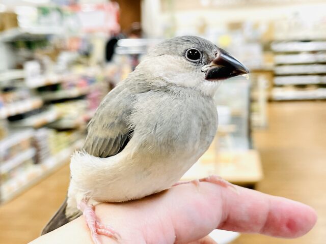 桜文鳥