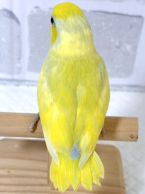 マメルリハ