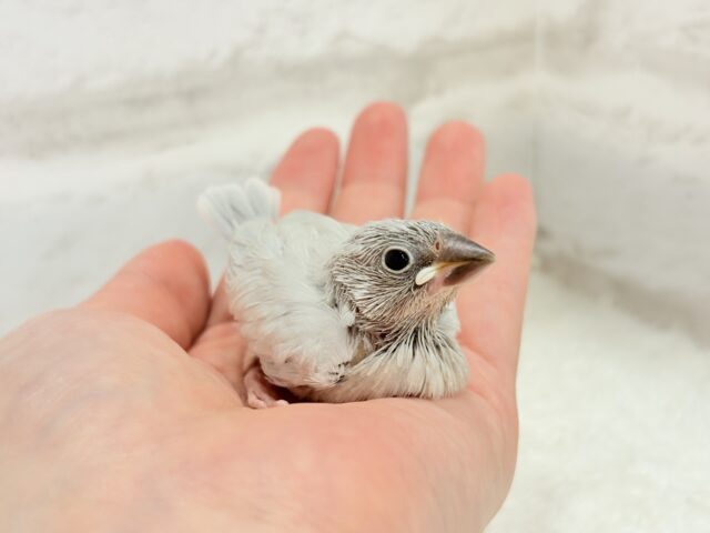 【最新画像更新🪄】おてての中で寝ちゃいます.*・゚シルバー文鳥 ヒナ シルバー文鳥