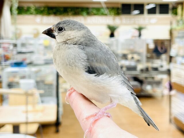 桜文鳥