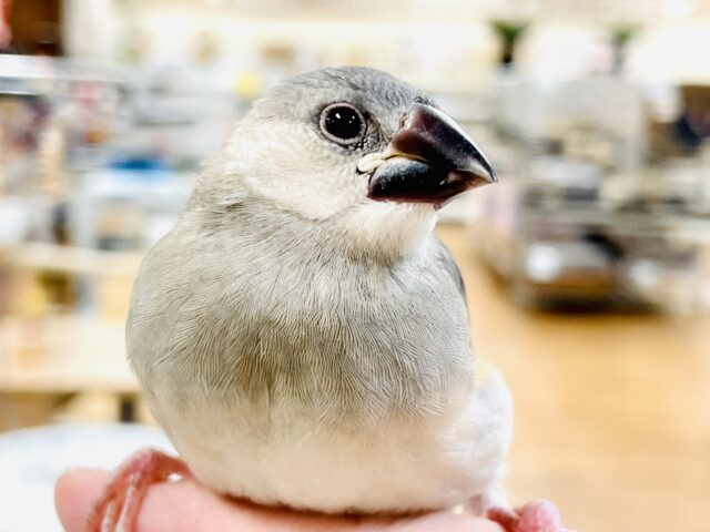 桜文鳥