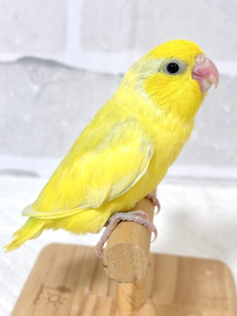 マメルリハ