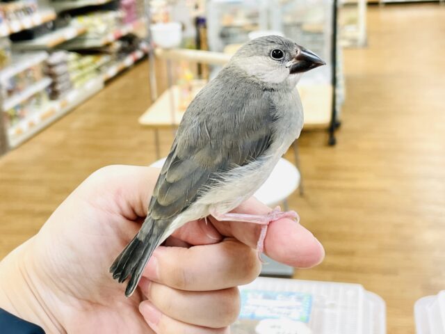 桜文鳥