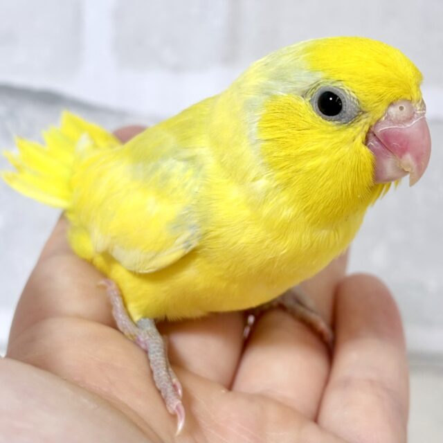 マメルリハ ヘビーパイドイエローライラック 男の子 💛🌼️🩵