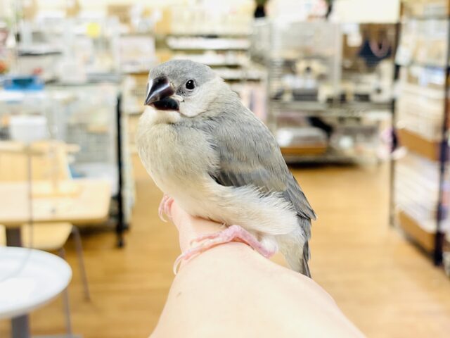 桜文鳥