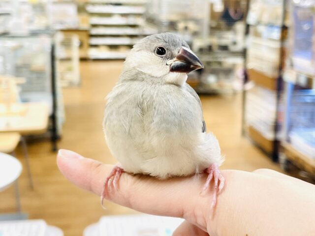 桜文鳥